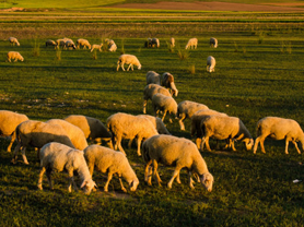 污水处理药剂养殖污水处理,水处理药剂